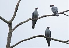 Topknot Pigeon